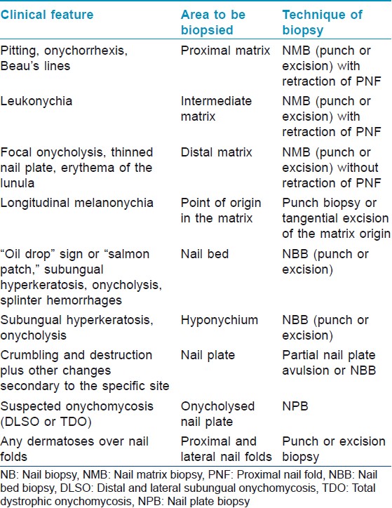 hyponychium histology