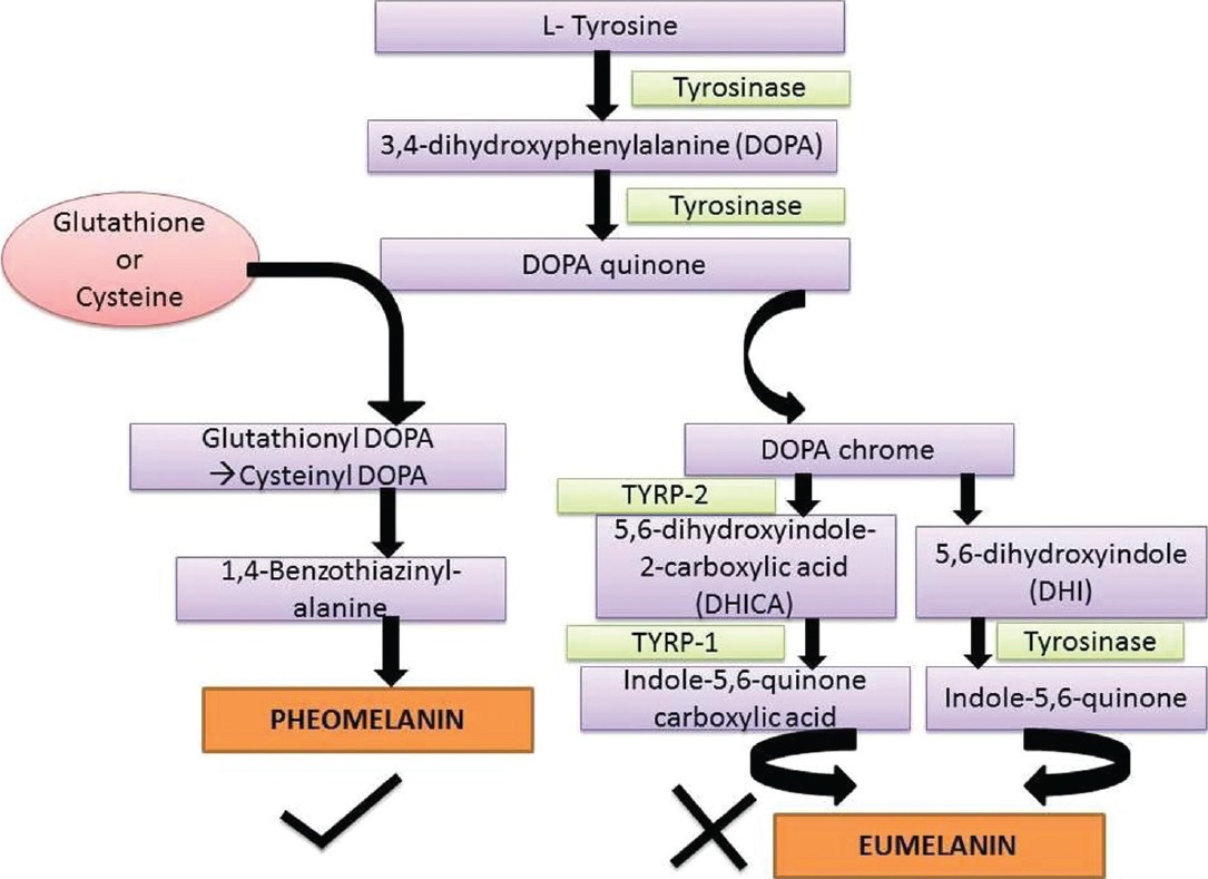 Systemic skin whitening lightening agents What is the evidence