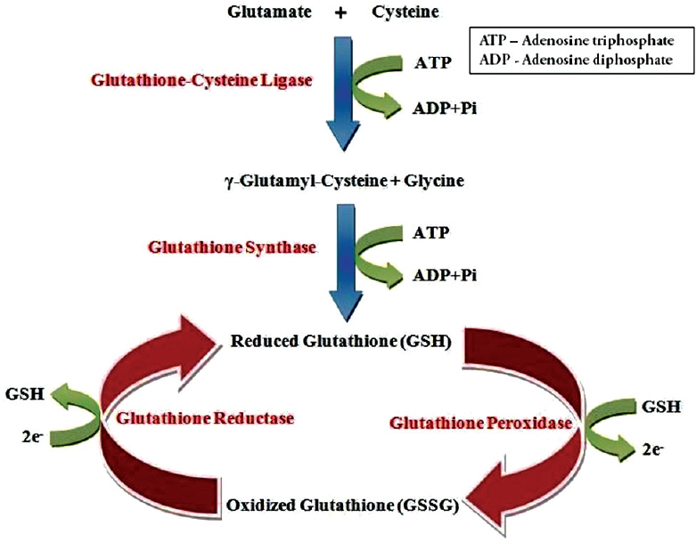 Glutathione as a skin whitening agent Facts myths evidence and