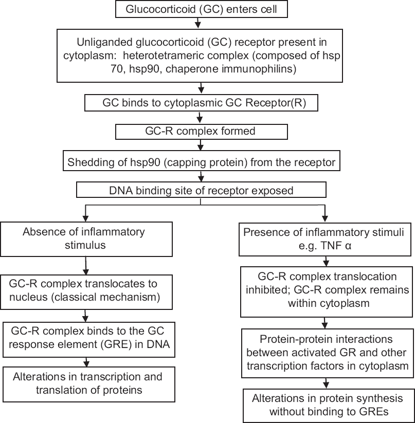 corticosteroids mechanism of action