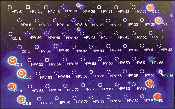 The EUROArrayhuman papillomavirus is composed of a total of 72 spots placed in a certain arrangement