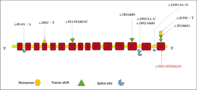 Mutation spectrum of recessive mutations in the desmoglein1gene causing severe dermatitis, multiple allergies and metabolic wasting syndrome as described in literature till date.The novel mutation in our study is represented in red