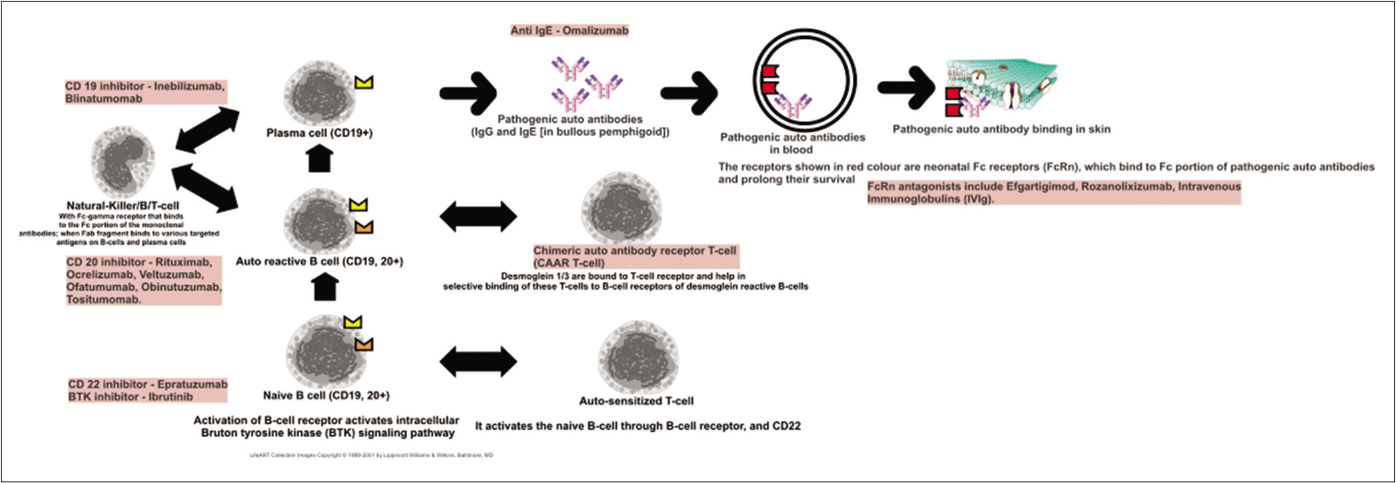 A schematic diagram representing the pathway of B-cell sensitization, activation and production of pathogenic antibodies. Also listed are various biologics that act on different steps of this pathway