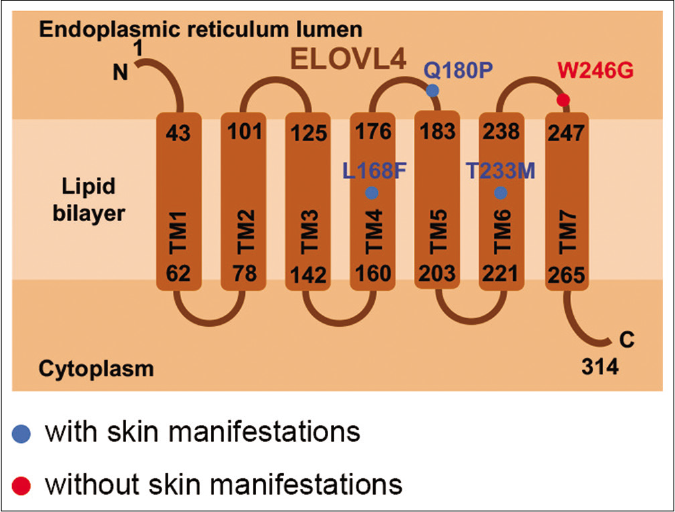 Structure schematic of ELOVL4. All the reported mutational sites leading to SCA34 are shown. TM: Transmembrane domain, N: Aminoterminus, C: Carboxyterminus