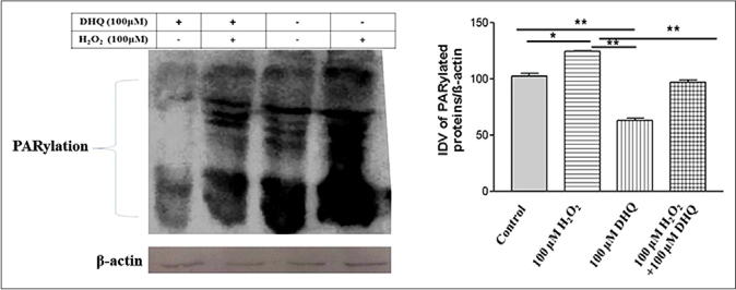 Analysis of PARylation and poly (ADP-ribose) polymerase 1 activation on 1,5-dihydroxyisoquinoline mediated rescue from H2O2 induced cell death: Densitometric analysis for 1,5-dihydroxyisoquinoline and 1,5-dihydroxyisoquinoline + H2O2 groups revealed a significant difference (P = 0.0076) in PARylation suppression