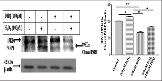 Analysis of PARylation and PARP-1 activation on 1,5-dihydroxyisoquinoline mediated rescue from H2O2 induced cell death: PARP-1 hyperactivation was observed in (H2O2) group (89 kDa cleaved fragment). Densitometric analysis for 1,5-dihydroxyisoquinoline alone group and 1,5-dihydroxyisoquinoline + H2O2 group also revealed a significant difference (P = 0.0062) in PARP-1 activation. Beta-actin: A protein loading control. Results are mean ± standard deviation of three independent experiments