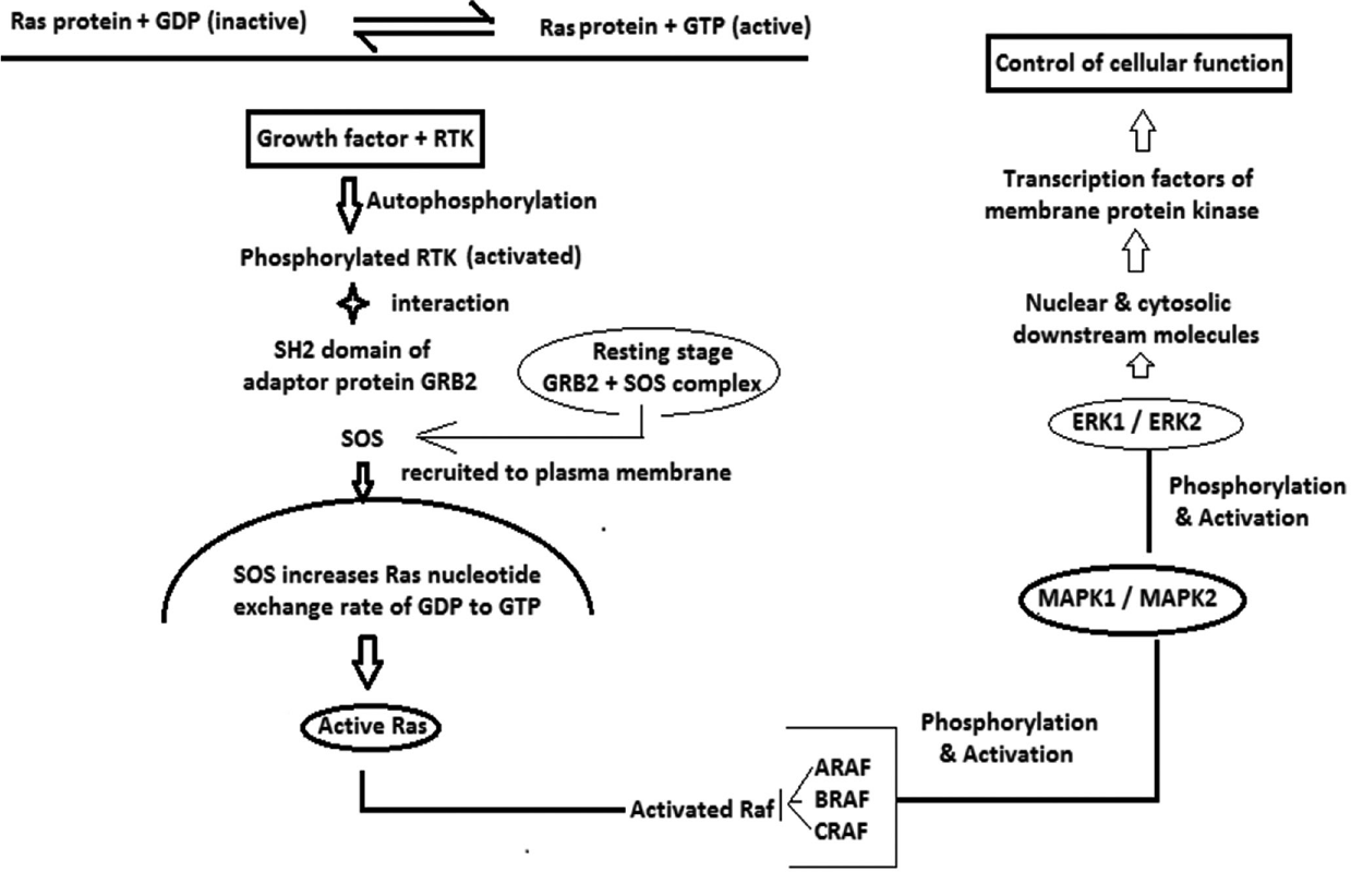 Schematic presentation of major steps in Ras-Raf-MAPK-ERK signaling pathway.1,3,4,15 ERK: Extracellular signal-related kinases, GDP: Guanosine di phosphate, GRB: Growth. factor receptor bound protein, GTP: Guanosine tri phosphate, MAPK: Mitogen activated protein kinase, Ras protein: Rat sarcoma protein, RTK: Receptor tyrosine kinase, ARAF, BRAF, CRAF: Raf multiprotein family; SOS: Sonof- sevenless (Guanosine nucleotide exchange factor)