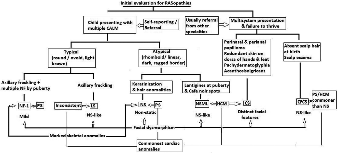 Clinical diagnostic clues for patients presenting with overlapping features suggestive of RASopathies CS: Costello syndrome, CFCS: Cardio-Facio-Cutaneous syndrome, HCM: Hypertrophic cardiomyopathy, LS: Legius syndrome, NF: Neurofibroma, NF-1: Neurofibromatosis-1, NS: Noonan syndrome, NSML: Noonan syndrome with multiple lentigines, PS: Pulmonary stenosis