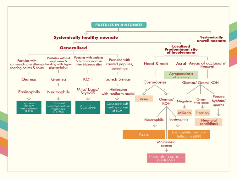 Flowchart of the diagnostic approach to a systemically healthy neonate presenting with pustules