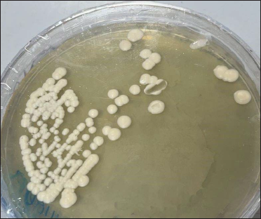 Candida parapsilosis colonies on Sabouraud agar