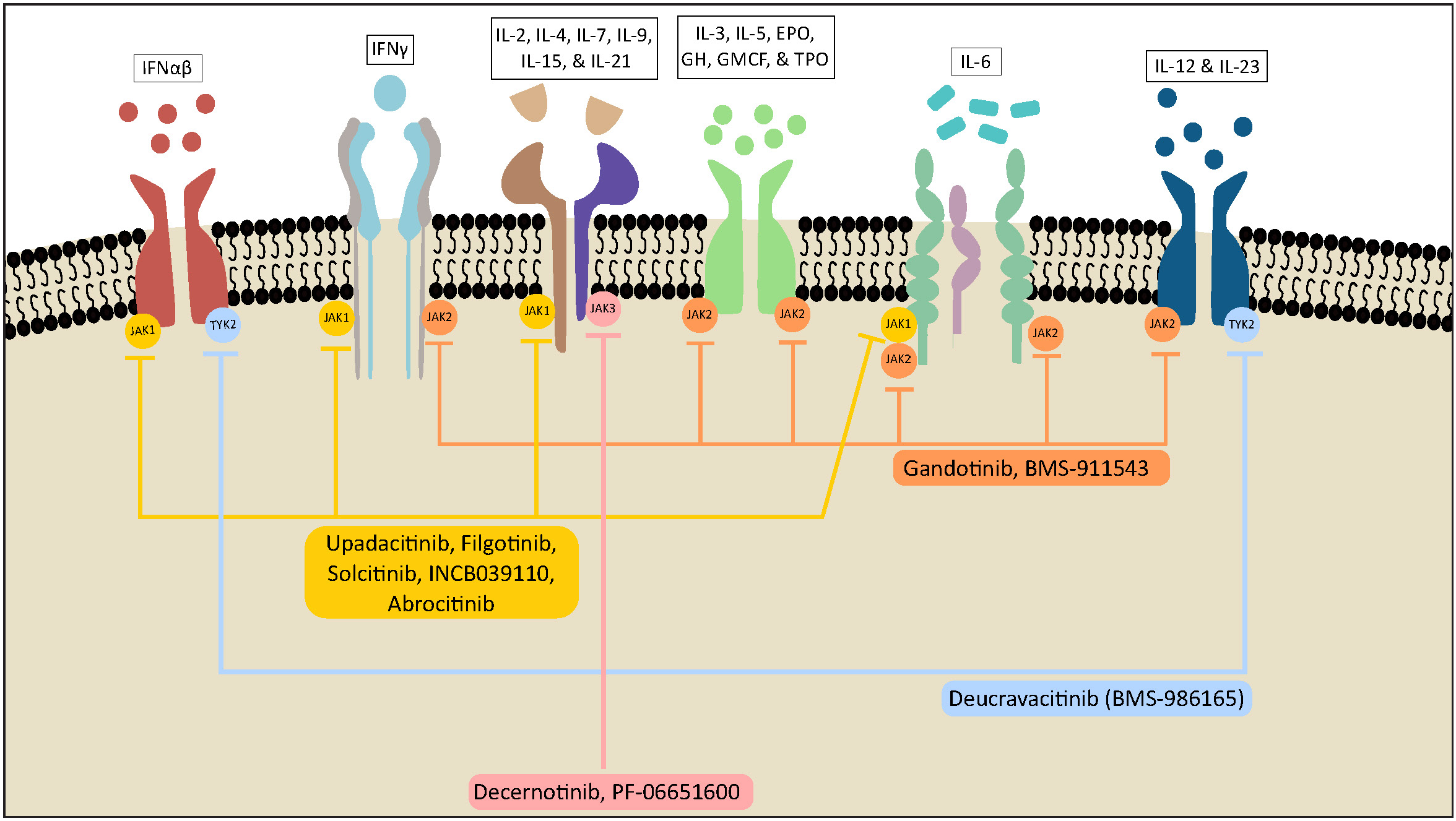 Role of Janus kinase–signal transducers and activators of transcription (JAK-STAT) signalling and mechanism of action of Janus kinase inhibitors in various autoimmune diseases. As illustrated in Figure 2, various inflammatory cytokines, including interferons, interleukins, interferon-like cytokines, growth factors and colony-stimulating factors, bind to their specific receptors resulting in the activation of specific JAK-STAT pathways. Specifically, IL-2, IL-3, IL-4, IL-5, IL-6, IL-7, IL-9, IL-12, IL-15, IL-21 and IL-23 participate in JAK STAT activation and lead to immune responses as discussed in Table 1 thus contributing to the pathophysiology of various autoimmune diseases. It also demonstrates how the newer Janus kinase inhibitors block specific Janus kinase molecules leading to targeted disease control.