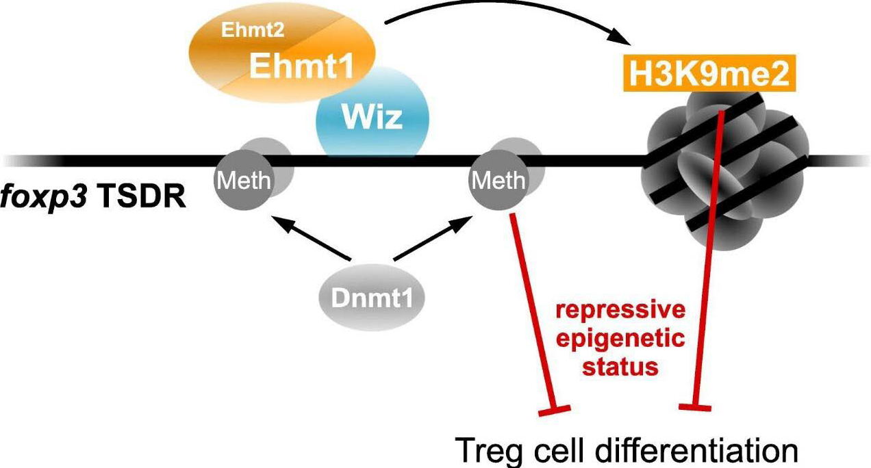 Wiz recruited Ehmt1 to Foxp3-TSDR elements to induce Tregs differentiation
