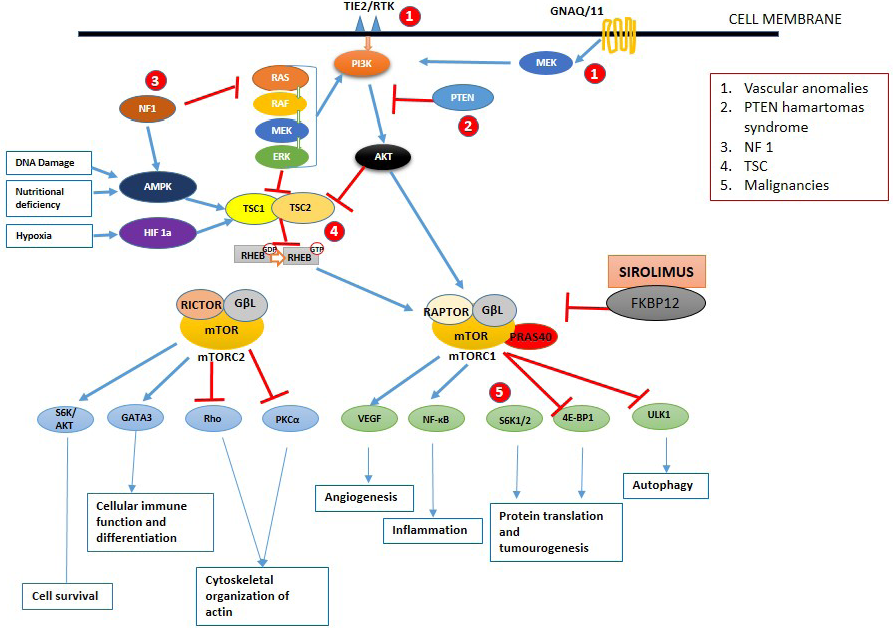 Schematic diagram of the mTOR signalling pathway. Once activated by phosphoinositide 3-kinase, the mammalian target of rapamycin works by activating two different complexes resulting in various functions. Blue and red arrows indicate stimulation and inhibition, respectively. AKT: protein kinase B, AMPK-5: AMP-activated protein kinase, eIF4B: eukaryotic translation initiation factor 4b, ERK: extracellular signal-regulated kinase, FKBP12: FK506 binding protein 12, GβL G protein β subunit like protein, GNAQ: guanine nucleotide-binding protein G(q), HIF: hypoxia-induced factor, mTORC: mTOR complex, NF1: neurofibromin-1, PI3K: phosphoinositide 3-kinase, PKC-a: protein kinase C alpha, PTEN: phosphatase and tensin homolog, RAPTOR: regulatory associated protein of mTOR complex, RHEB: ras homolog enriched in the brain, RICTOR: RPTOR independent companion of mTOR complex 2, Rho: rhodopsin, S6K: S6 kinase, TSC: tuberous sclerosis complex, ULK 1: Unc-51 like autophagy activating kinase, VEGF: vascular endothelial growth factor