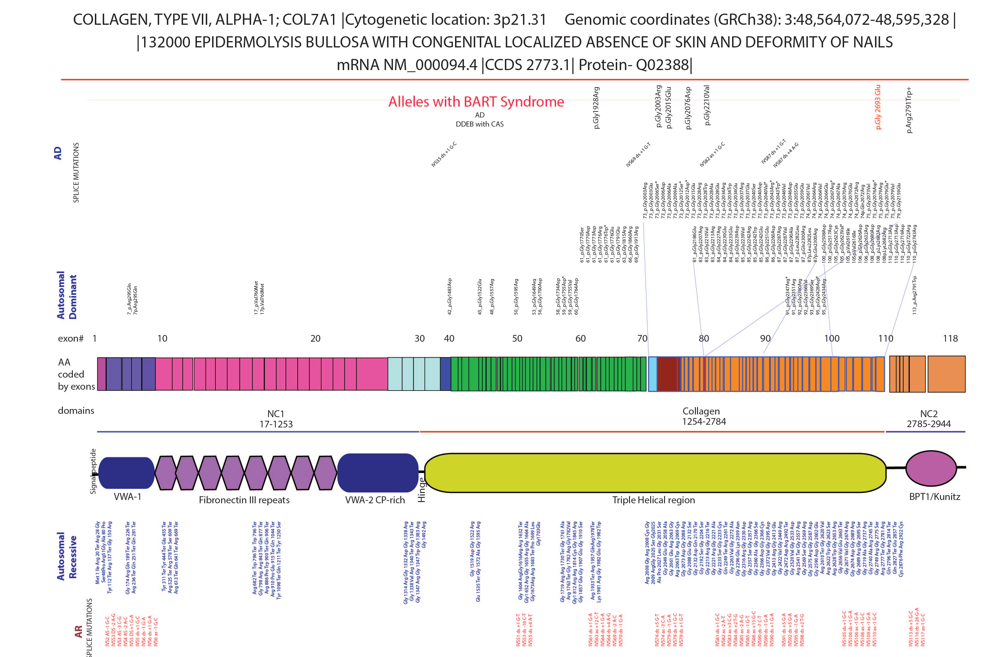 The genetic locus of collagen VII allele. The mutations in the gene collagen 7a cause dystrophic epidermolysis bullosa. The large gene has 118 exons with both recessive and dominant dystrophic epidermolysis bullosa. The mutations in the triple helix are enriched for dystrophic epidermolysis bullosa. The alleles and reports describing aplasia cutis congenita are shown in the top row