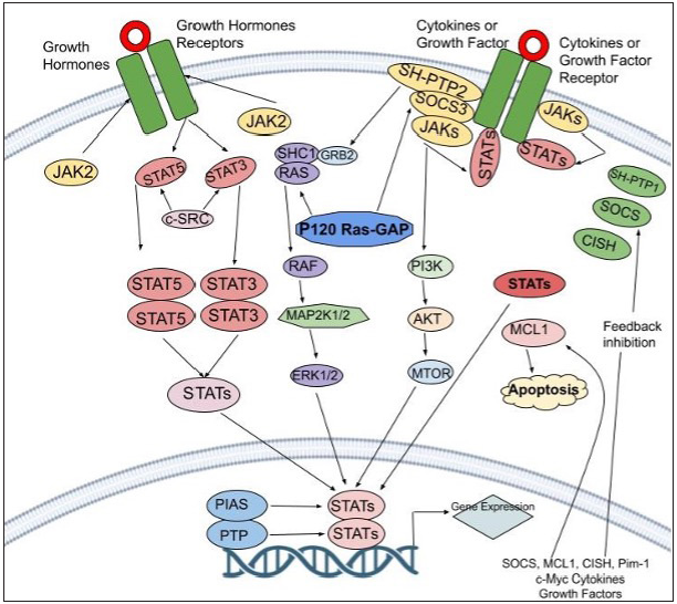 This Figure delves into the intricate JAK-STAT pathway and its feedback inhibition. When activated, this pathway involves cytokines binding to receptors, which triggers a series of events leading to gene regulation. Negative control is essential, managed by protein categories like PIAS, CIS/SOCS, and PTPs. These proteins interfere with different stages, inhibiting excessive pathway activity. PIAS (protein inhibitor of activated STAT), CIS/SOCS (suppressor of cytokine signaling) family, and PTPs (protein tyrosine phosphatase)