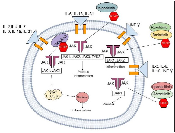 The above figure illustrates the mechanism of action of the JAK-STAT pathway, a multifaceted signaling cascade employing a range of cytokines and inhibitors that play a role in the process. The cytokines commonly involved include IL-2, IL-4, IL-7, IL-9, IL-15, IL-21, IL-6, IL-13, IL-31, IL-12, IL-6, and IFN-γ. We also can visualize the presence of JAK1, JAK2, JAK3, and TYK2 proteins, along with the STAT1, STAT3, STAT5, and STAT6 transcription factors. The inhibitors displayed are Delgocitinib, Ruxolitinib, Baricitinib, and Abrocitinib which interfere with this inflammatory cascade at various stages,hence subsequently serving to halt disease progression.
