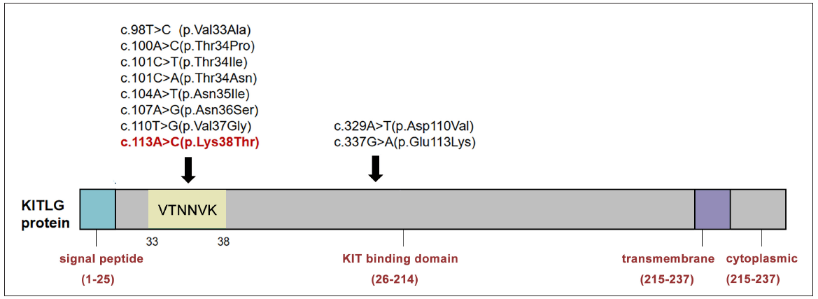 Summary of FPHH-associated KITLG gene mutations. Most of these mutations are located in a hot mutation cluster ‘VTNNVK’ of the KIT-binding domain. The novel mutation (c.113A>C, p.Lys38Thr) reported in our study is marked in red. V, Val = Valine; Ala = Alanine; T, Thr = Threonine; Pro = Proline; Ile = Isoleucine; N, Asn = Asparagine; Ser = Serine; Gly = Glycine; K, Lys = Lysine; Asp = Aspartic acid; Glu = Glutamic acid.