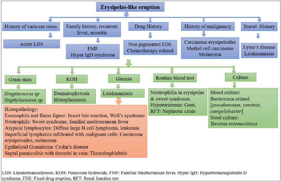 Approach to erysipelas-like eruption based on history and investigations.