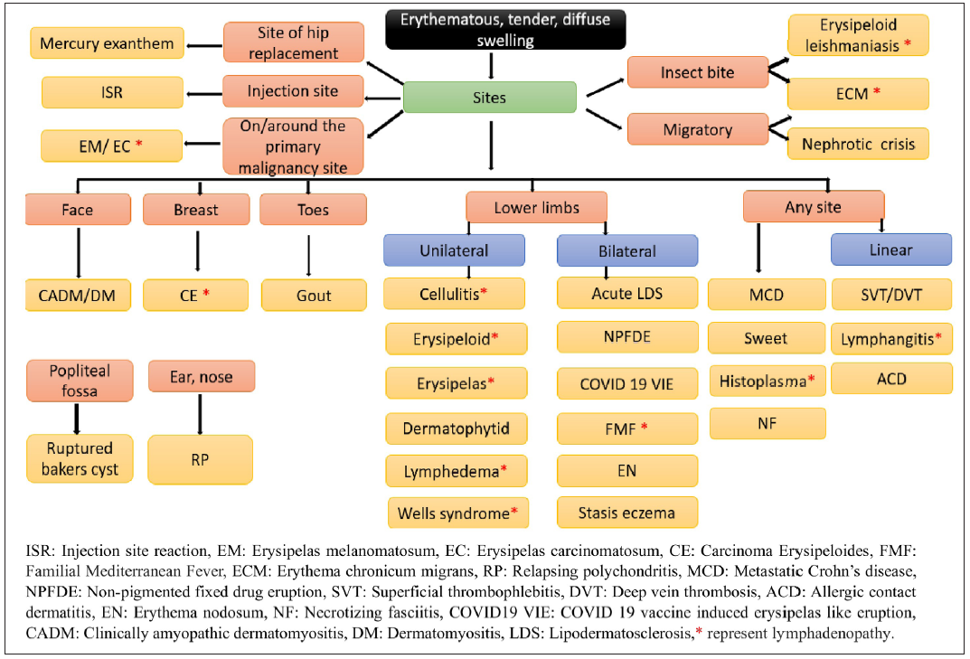 Approach to erysipelas-like eruption and pseudocellulitis based on anatomical location and associated lymphadenopathy.