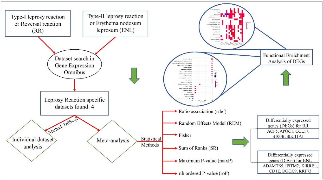 The overview of the meta-analysis of the datasets representing Type-I and Type-II leprosy reactions. RR- Reversal reaction, DEGs - Differentially expressed genes, ENL - Erythema nodosum leprosum.