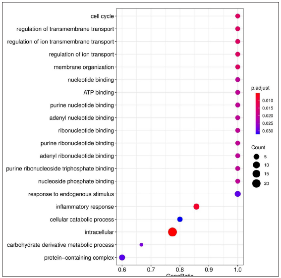 Dot plots depicting the enriched Gene Ontology (GO) terms. GO terms denote the biological process, cellular component, and molecular function of the expressed genes. The X-axis shows the gene ratio, Y-axis denotes the enriched term. Adjusted P-value < 0.1 is set as a cut-off. The colour scale represents adjusted P-values and the size of the dot represents the gene number. Enriched terms from LL vs ENL comparison, ATP - Adenosine triphosphate.