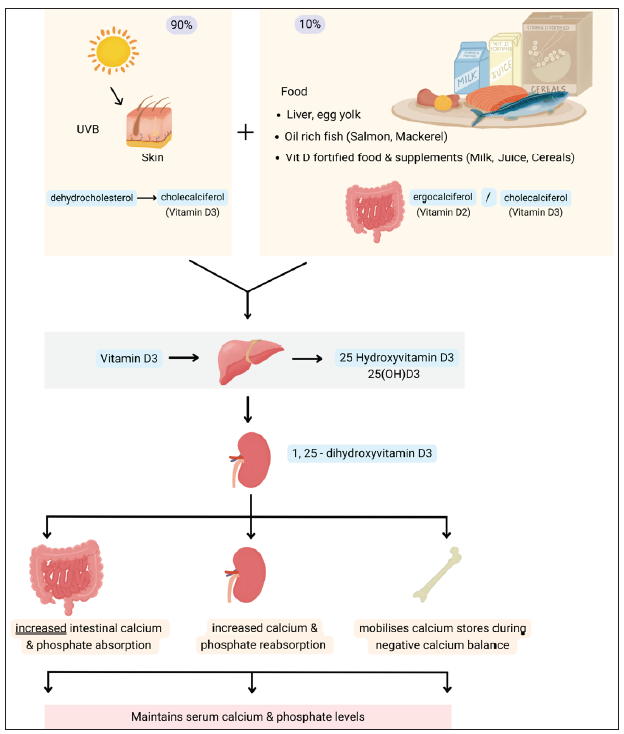 Production, metabolism, and functions of Vitamin D.