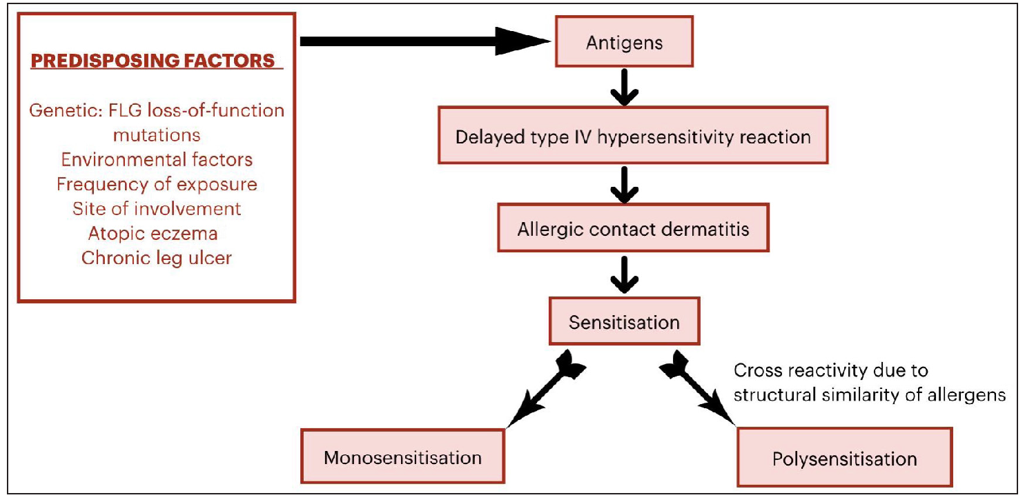 Flow chart of pathogenesis of polysensitivity/multiple contact allergies/concomitant reactions. (FLG –filaggrin).