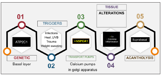 A linear depiction of the salient sequence of events that determines and dictates the acantholysis in HHD. (UVB: Ultraviolet B therapy)