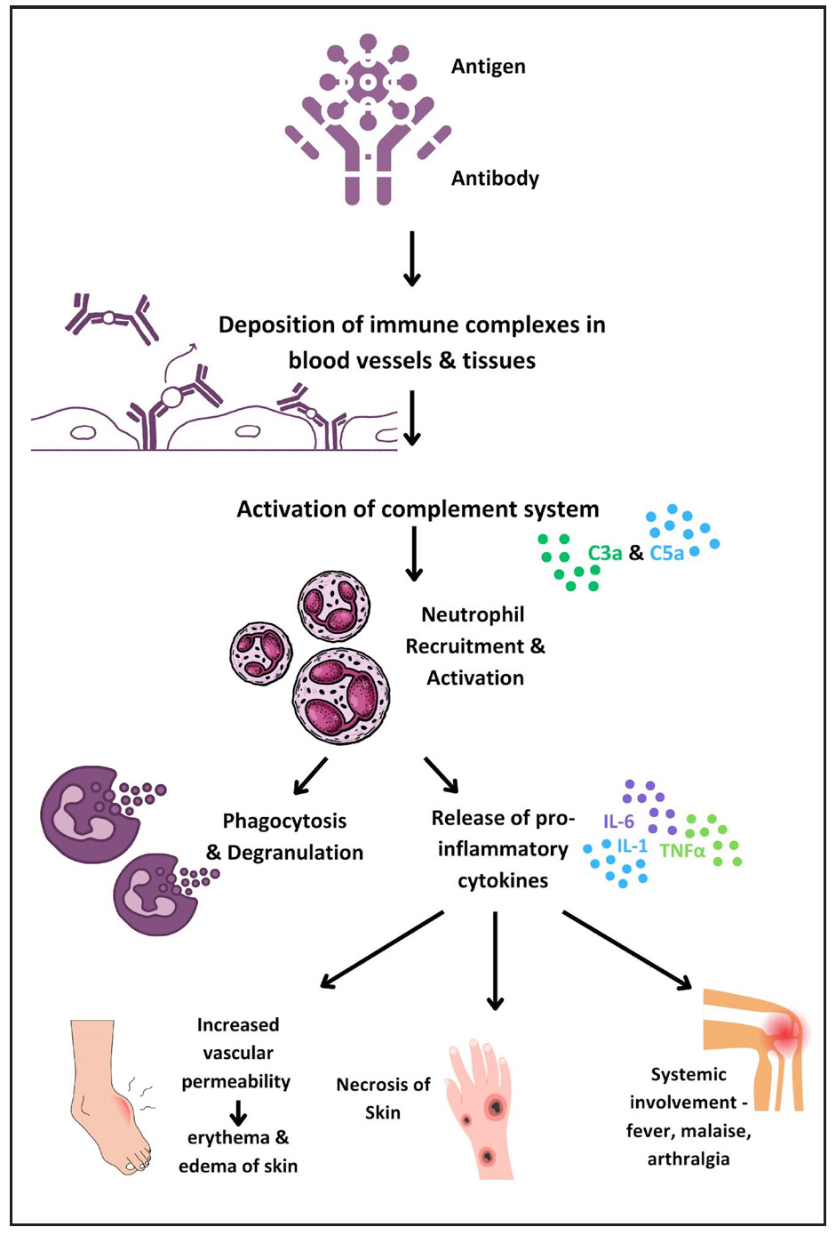 Diagram illustrating the immunopathogenesis of type 2 reactions.