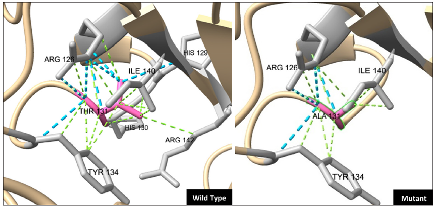 The computational wild-type TGM1 protein model from Google AlphaFold (ID: P22735), was utilised as a template to generate a mutant protein model (with the p.Thr131Ala variant) and to study interacting partners using the in-built mutagenesis and structure analysis features of the UCSF ChimeraX tool (v1.6.1, https://www.rbvi.ucsf.edu/chimerax). The crucial interacting residues (in grey) are shown as ball and stick and the stabilising contacts (Hydrogen and Van der Waals bonds) are shown as blue and green dotted lines, respectively.