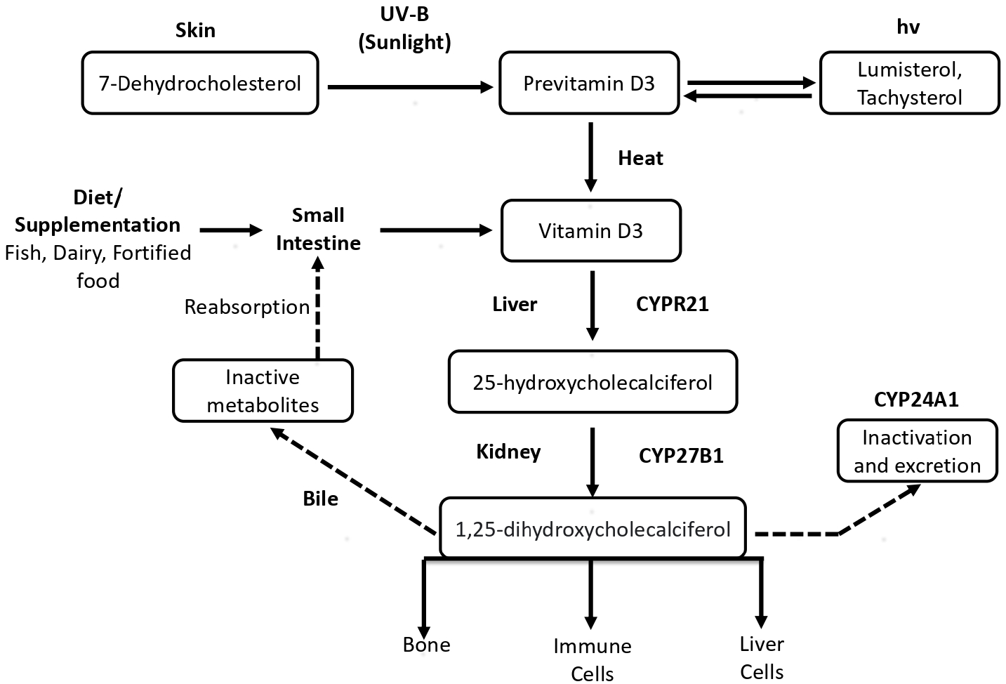 Endogenous synthesis of vitamin D and its metabolism