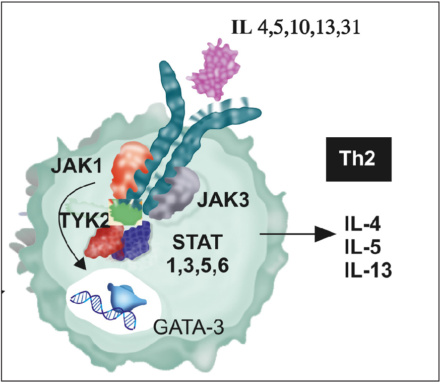 The predominant mediators of prurigo nodularis are IL 4, 13, 31, which mediate their action via the T helper 2 cells, and the signal pathway is JAK1, 3 and STAT 1,3,5,6 which indicates a Th2 response. Published data have implicated STAT 6, and thus a JAKi drug that inhibits the signal pathway of Th2 cells would effectively abrogate the effect of the cytokines, tofacitinib is an ideal prototype JAKi for this action.