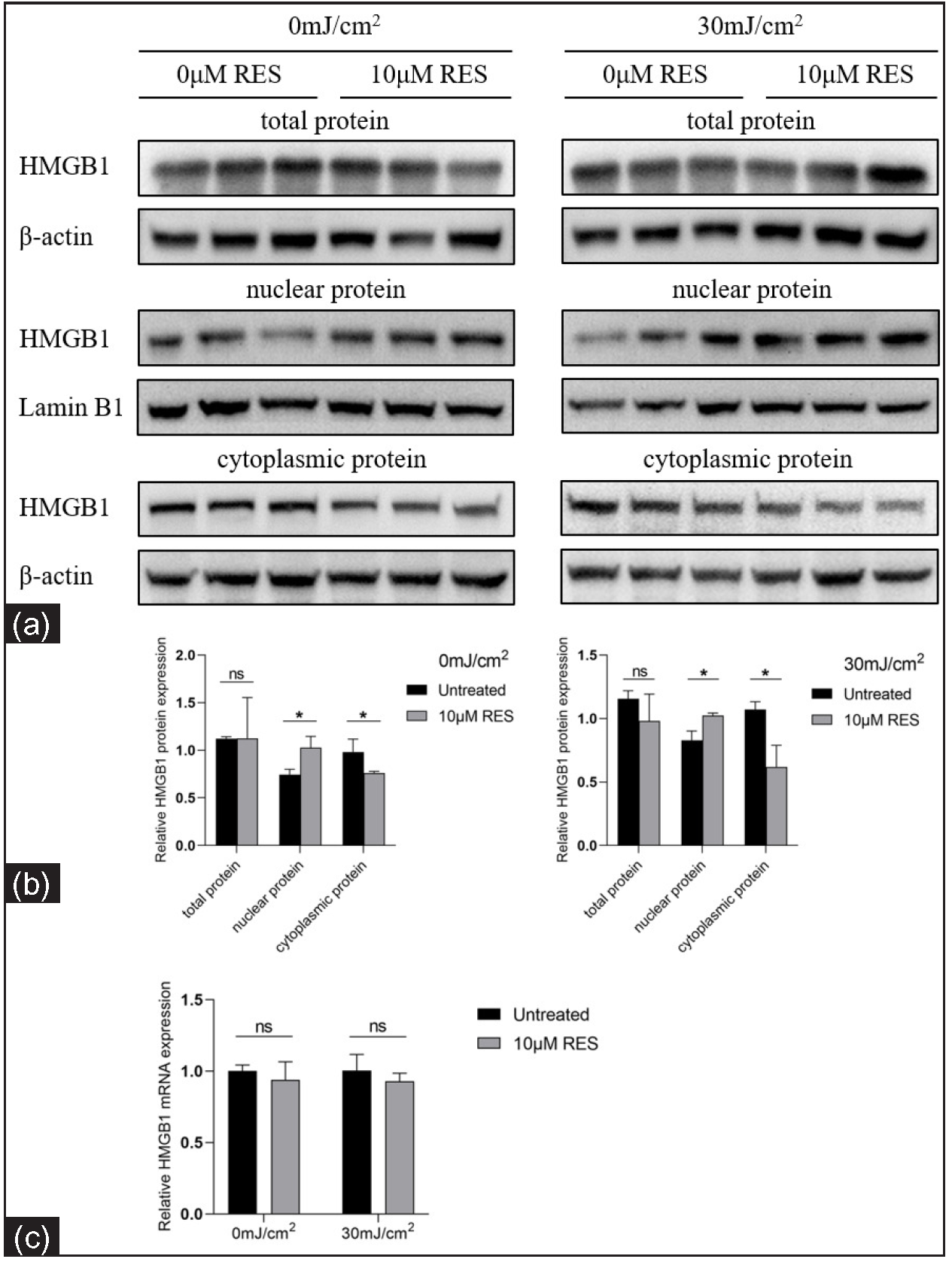 Relative mRNA and protein levels of HMGB1 in keratinocytes treated with the SIRT1 activator Res and UVB radiation (n = 3). (a, b) Comparison of HMGB1 protein levels in HaCaT cells treated with the SIRT1 activator Res (0 and 10 µM) and UVB radiation (0 and 30 mJ/cm2). (c) Comparison of HMGB1 mRNA levels in HaCaT cells treated with the SIRT1 activator Res (0 and 10 µM) and UVB irradiation (0 and 30 mJ/cm2) (n = 4) (*P < 0.05, ns P > 0.05).