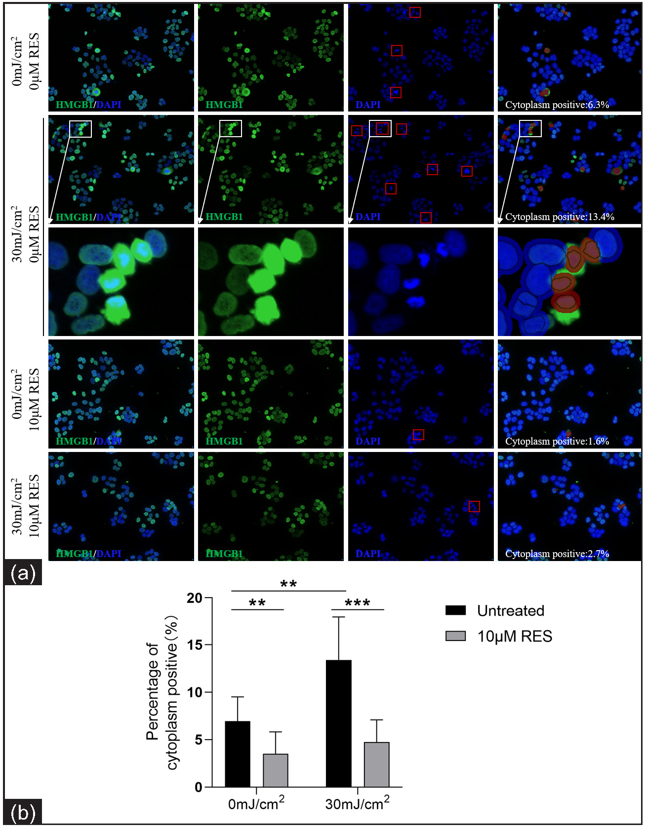 Nuclear-cytoplasmic localization expression of HMGB1 in HaCaT cells treated with the SIRT1 activator Res (0 and 10 µM) and UVB radiation (0 and 30 mJ/cm2) (n = 3; ICF, 200×). HMGB1 staining is shown in green and nuclear DAPI staining is shown in blue. The red box in the DAPI stained image indicates apoptotic cells. The red circle in cytoplasm positive indicates HMGB1 expression localised in the cytoplasm after analysis using Inform software (**P < 0.01, ***P < 0.001).