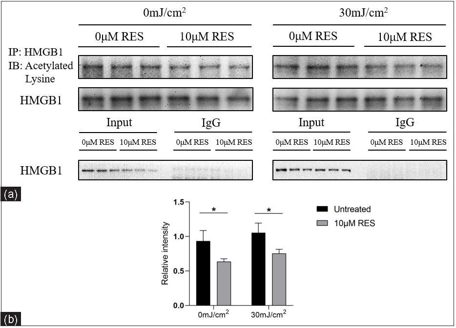 Acetyl-HMGB1 level in HaCaT cells treated with the SIRT1 activator Res (0 and 10 µM) and UVB radiation (0 and 30 mJ/cm2) (n = 3). IP analysis showed that compared to the control group (without Res treatment), the acetyl-HMGB1 level was significantly decreased in the experimental group (with 10 µM Res treatment) (*P < 0.05).