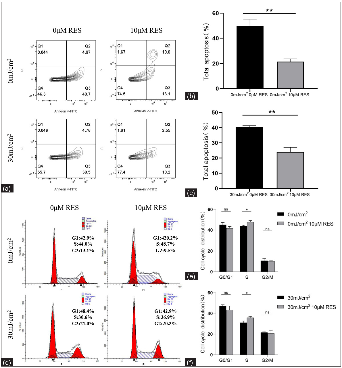 Apoptosis levels and cell cycle proportion of keratinocytes. (a, b) Comparison of apoptosis levels of NHEK cells treated with Res (0 and 10 µM) and then irradiated by UVB (0 mJ/cm2) (n = 3). (a, c) Comparison of apoptosis levels of NHEK cells treated with Res (0 and 10 µM) and then irradiated by UVB (30 mJ/cm2) (n = 3). (d, e) Comparison of cell cycle proportion in NHEK cells treated with Res (0 and 10 µM) and then irradiated by UVB (0 mJ/cm2) (n = 3). (d, f) Comparison of cell cycle proportion in NHEK cells treated with Res (0 and 10 µM) and then irradiated by UVB (30 mJ/cm2) (n = 3) (*P < 0.05, **P < 0.01, ns P > 0.05).