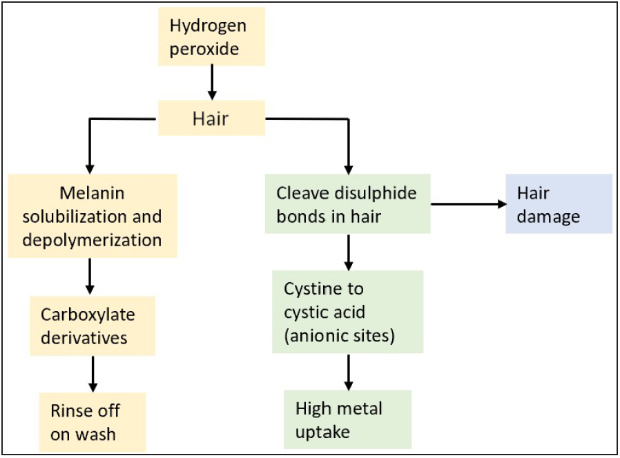 Mechanism of hair damage secondary to bleaching.