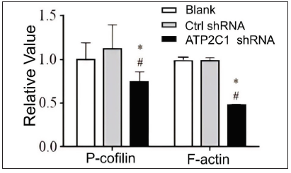 Proteins of P-cofilin and F-actin were reduced after shRNA transfection in keratinocytes. The ImageJ software measured the band intensities. Data were from three independent experiments. ATP2C1, Adenosine Triphosphatase calcium-transporting type 2C member 1 gene. *p < 0.05, compared to the blank group; #p < 0.05, compared to the control shRNA group.