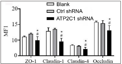 The expressions of tight junction proteins after shRNA transfection in keratinocytes. ImageJ and GraphPad Prism 8.0 software quantified the fluorescence intensity of the tight junction proteins. *p < 0.05, compared to the blank groups; #p < 0.05, compared to the control shRNA group. ATP2C1, Adenosine Triphosphatase calcium-transporting type 2C member 1 gene; ZO-1, zonula occludens protein 1.