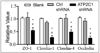 The mRNA levels of tight junction proteins after shRNA transfection in keratinocytes. ATP2C1, Adenosine Triphosphatase calcium-transporting type 2C member 1 gene; ZO-1, zonula occludens protein 1. *p < 0.05, compared to the blank groups; #p < 0.05, compared to the control shRNA group.