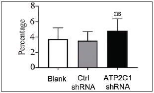 The effect of ATP2C1 gene knockdown on apoptosis was detected through flow cytometry. The ratios of apoptotic cells were quantified by ImageJ software. ATP2C1, Adenosine Triphosphatase calcium-transporting type 2C member 1 gene. ns, no statistical difference.