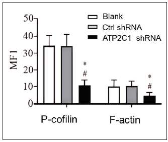 The expressions of P-cofilin and F-actin are reduced after shRNA transfection in keratinocytes. The fluorescence intensities were quantitated by using the ImageJ and GraphPad Prism 8.0 software. ATP2C1, Adenosine Triphosphatase calcium-transporting type 2C member 1 gene. *p < 0.05, compared to the blank groups; #p < 0.05, compared to the control shRNA group.