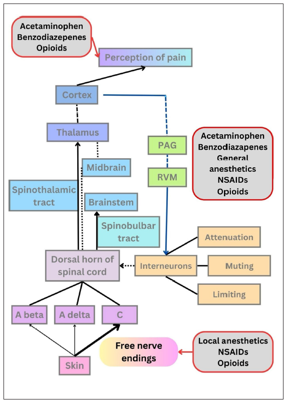 Schematic representation of the pain pathway. The first step is cutaneous transduction in which the free nerve endings (nociceptors) act as sensory receptors and the impulse reaches the primary sensory afferent fibres (A-beta, A-delta, and C). The second step is the processing of the impulse at the spinal cord where interneurons modulate the pain by limitation, muting, and attenuation. This is explained by the gate theory of neurotransmission. In the third step, pain signals travel via neuronal projection systems (spinothalamic and spinobulbar pathways) to higher centers like the brainstem, thalamus, and cortex where the pain is perceived. Descending pathways (depicted by blue lines) that pass receive inputs from periaqueductal grey (PAG) and rostral ventromedial medulla (RVM) have modulatory action on interneurons. NSAIDS: Non-steroidal anti-inflammatory drugs.