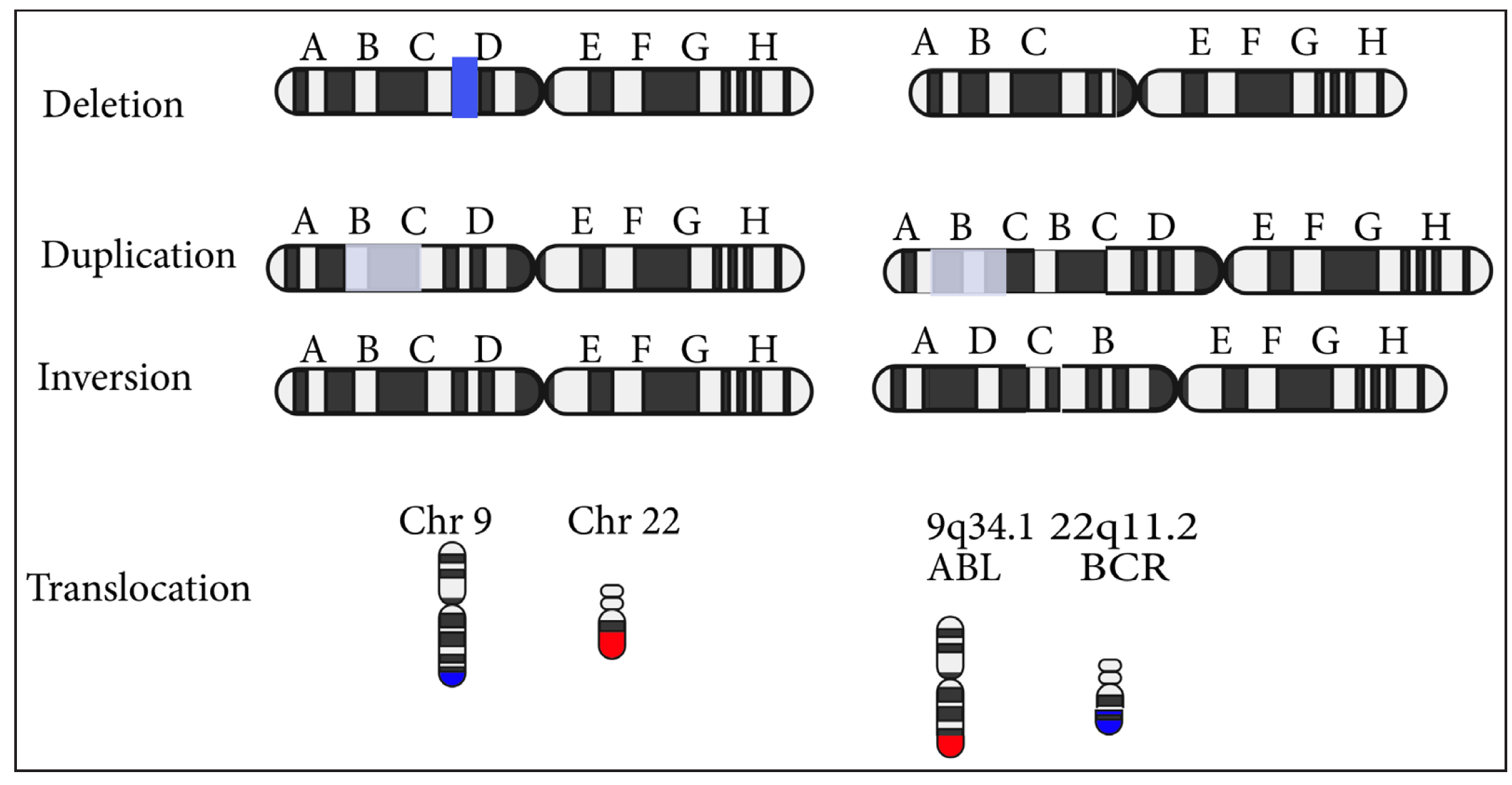Types of chromosomal mutations.