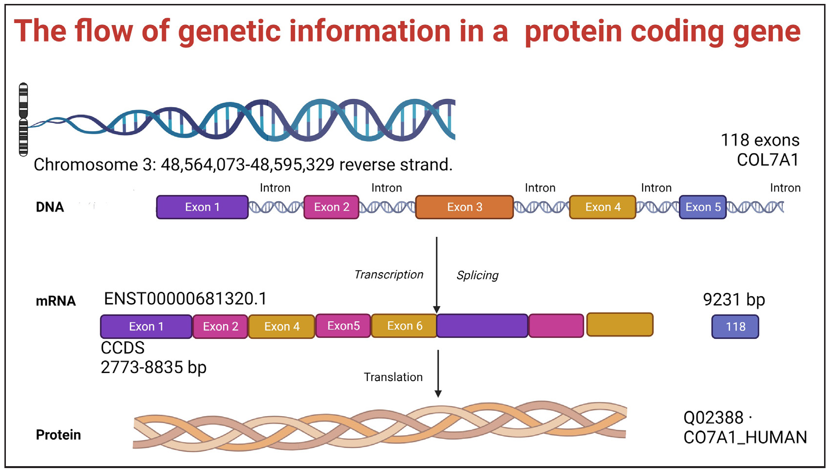 Flow of genetic information in the COL7A1 gene located on the reverse strand of chromosome 3 (position 48,564,073–48,595,329). The DNA segment contains exons (coloured blocks) and introns (thin lines) spanning 118 exons. During transcription, the entire gene is copied into pre-mRNA. Introns are removed during splicing, generating mature mRNA (transcript ENST00000681320.1, 9231 bp). Translation of this mRNA produces the collagen VII protein (Q02388· CO7A1_HUMAN), a crucial structural component of anchoring fibrils in the skin.