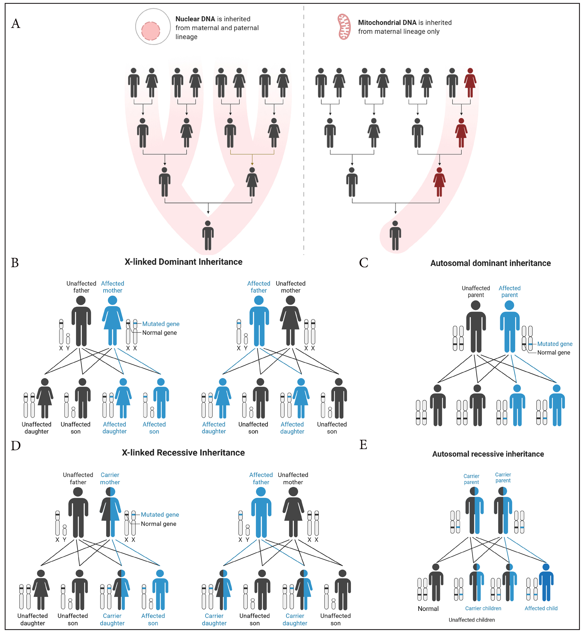 Patterns of genetic inheritance.