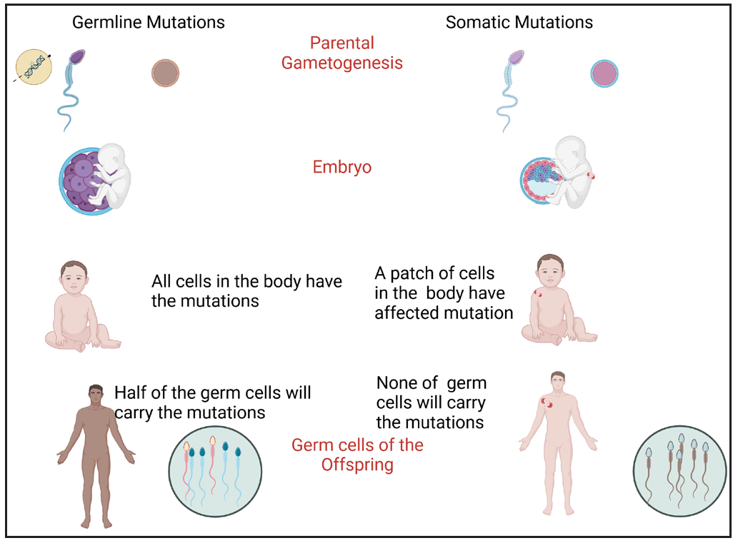 Principle of germline mutation vs somatic mutation (the latter giving rise to mosaicism).