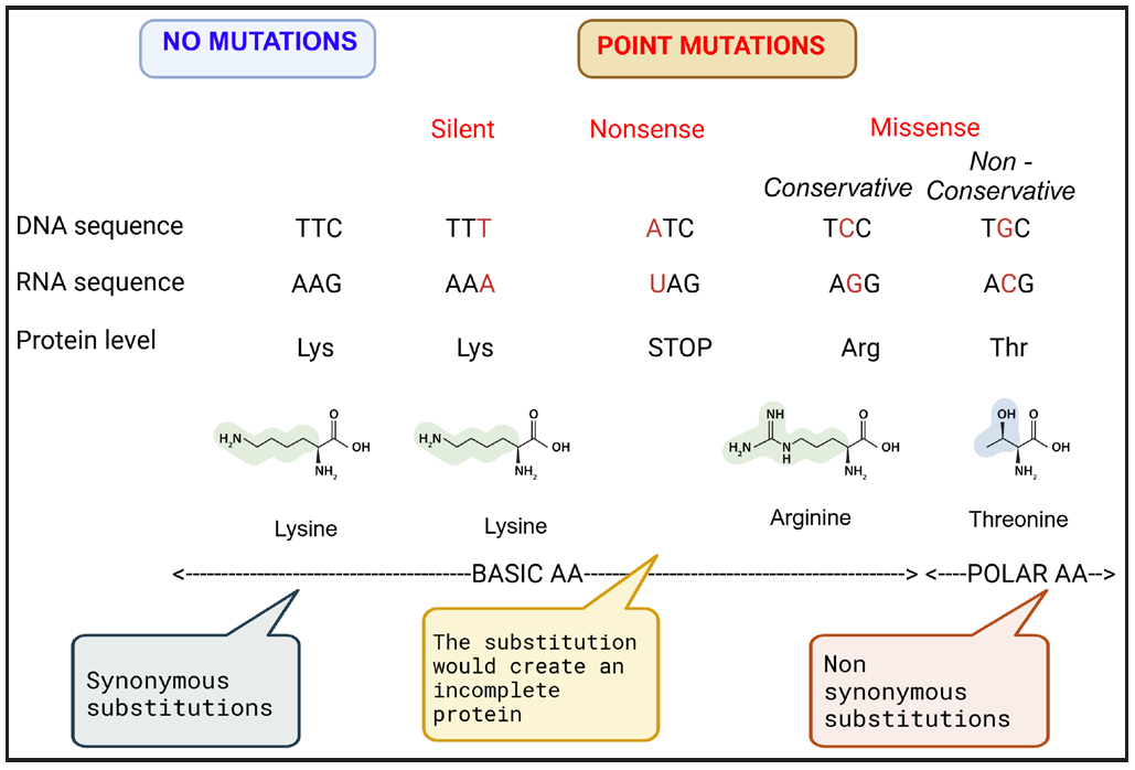 Types of point mutations.