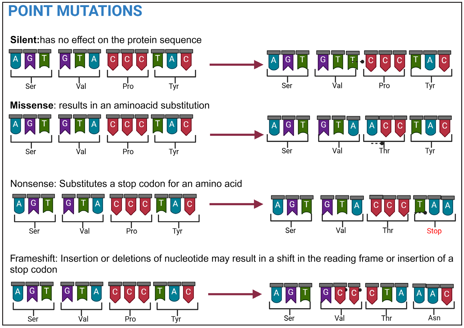 Types of point mutations.