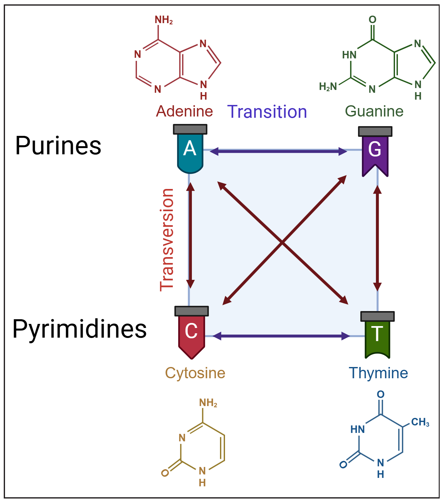 Diagrammatic representation of nucleotide substitutions classified as transitions (purine-to-purine or pyrimidine-to-pyrimidine changes) and transversions (purine-to-pyrimidine or vice versa).
